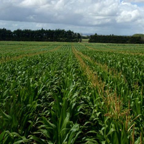 Seed Solutions Limited