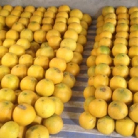 Bao Minh Farm - Pomelo