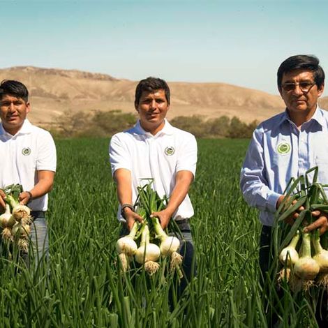 Agricola Sami S.A.C.