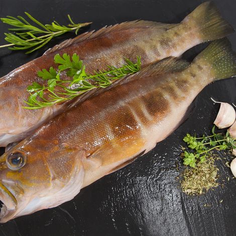 BLACKTAIL COMBER - Serranus atricauda