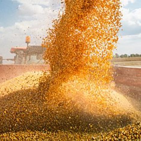 Midwest Lentils Exports Inc