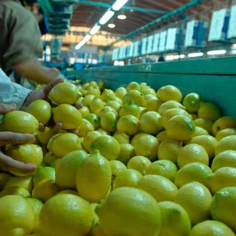Tahiti Lemon