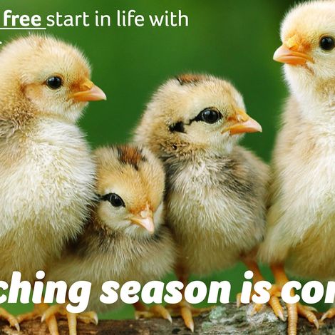 Feed for chickens