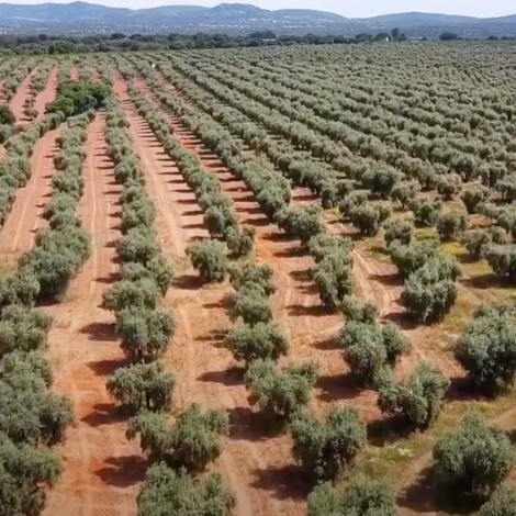 Farm