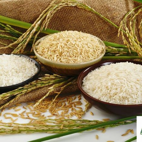 Begas Agro S.A. - Rice