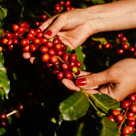Mountain Coffee LTD