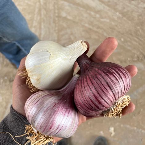 Our Most Eclusive Garlic