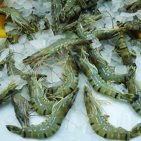 aquaculture