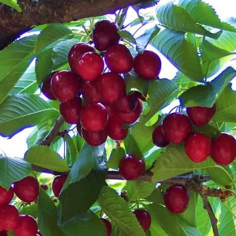 Soc. Agricola La Primavera SA - Plantation