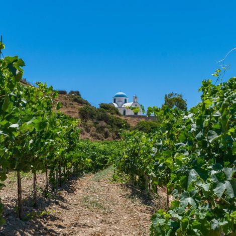 Lipsi Winery - Vineyard