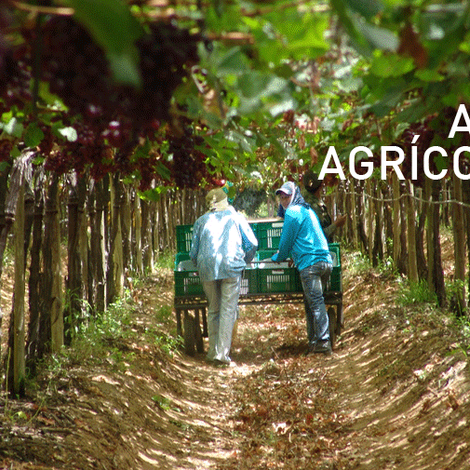 Ara Empreendimentos Ltda - Grape Harvest