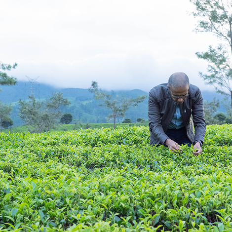 Black Tea Exports - Plantation