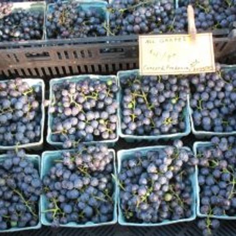 Snakeroot Organic Farm