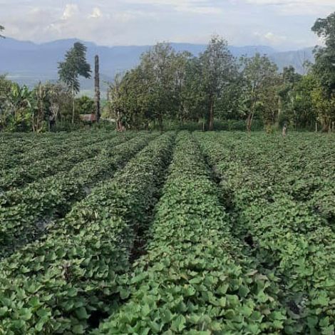 One of our sweet potato fields