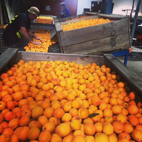 Apricot