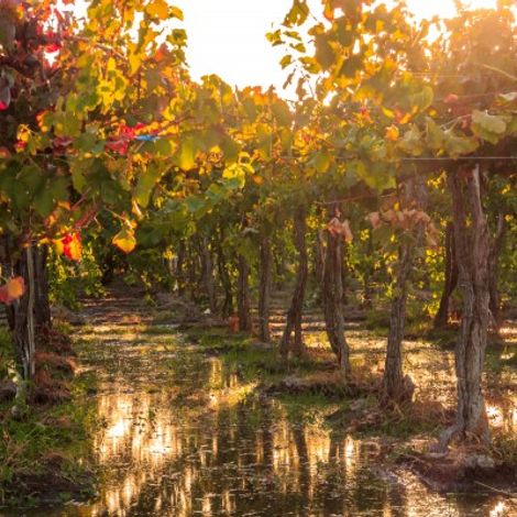 Marale Wines