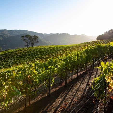 Green & Red Vineyard