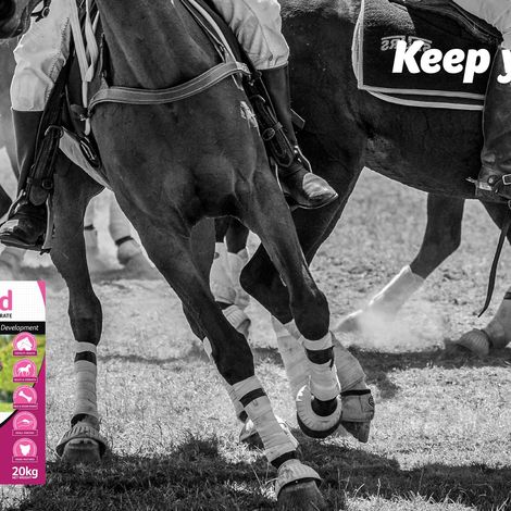 Feed for Horse