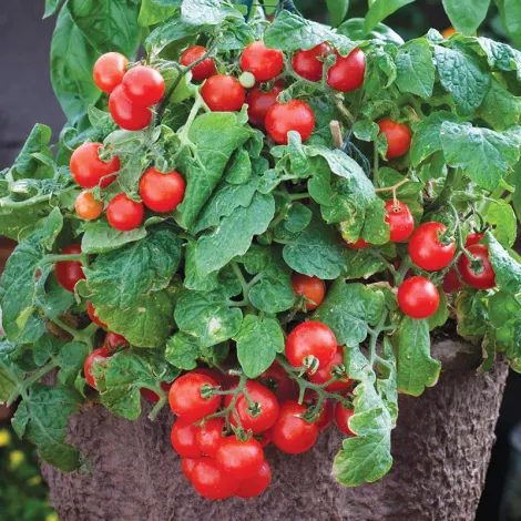 tomato-tiny-tim-1.webp