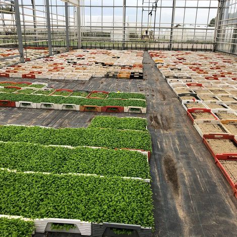 Production