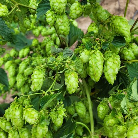 HOP HEAD FARMS, LLC