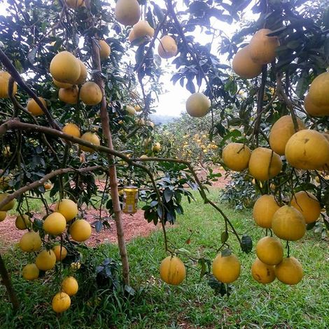 Bao Minh Farm - Pomelo Tree