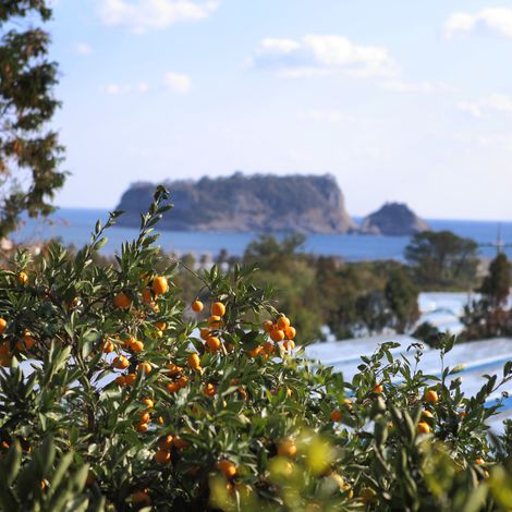 Jeju Citrus Orchard
