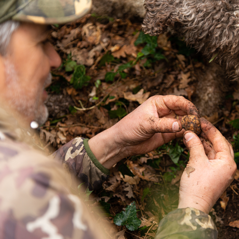 Truffle hunting