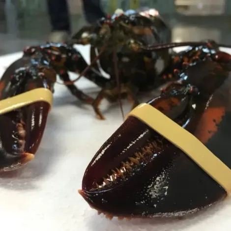 Do Lobster
