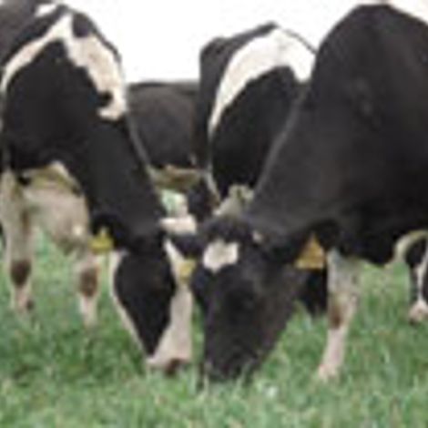 Remotti S.A. - Livestock
