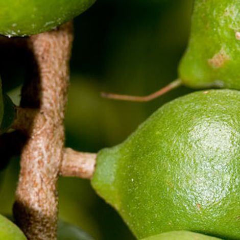green_nut2.jpg