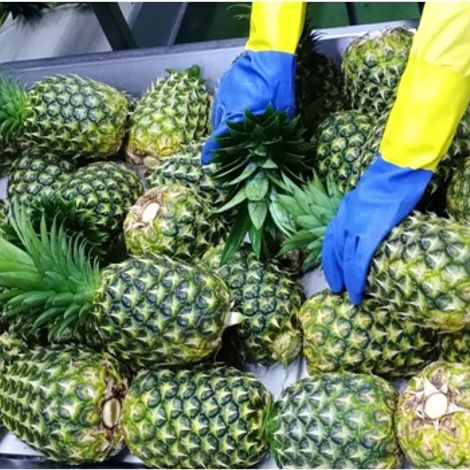 Avante Agri-Products_Pineapple_MD2/GOLD