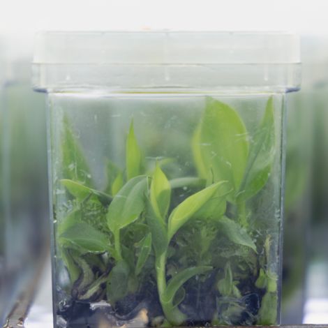 In vitro banana plants