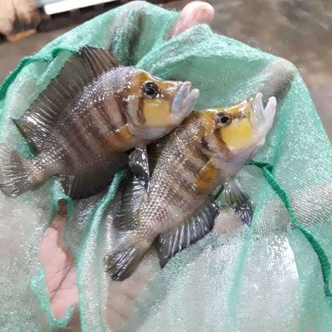 Tropical Ornamental/Aquarium Fish (Cichlids)