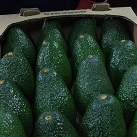 Fresh Avocado