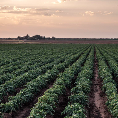 Nature's Garden - Plantation