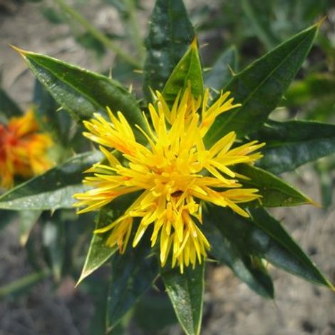 safflower-944840_1280.jpg