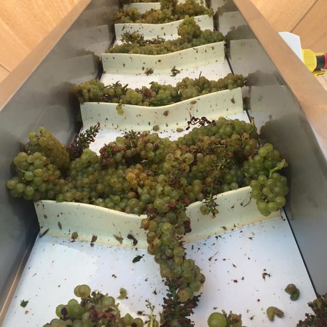 Sullivan Vineyards_Wine_Process