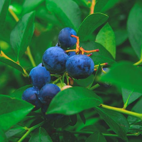 Berries