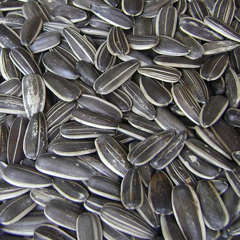 Sunflower Seeds