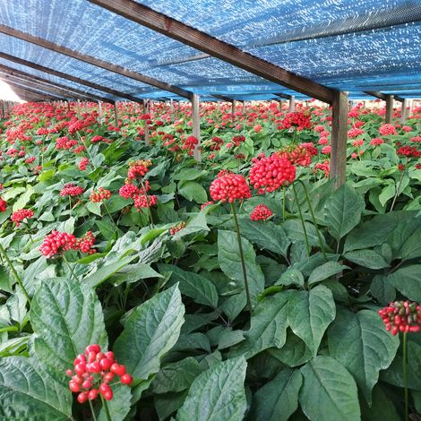 Plantation Facility