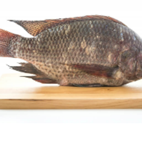 black tilapia