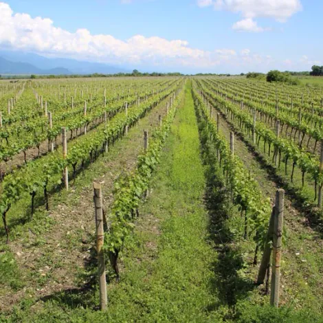 Portfolio Limited Edition vineyards 1.webp