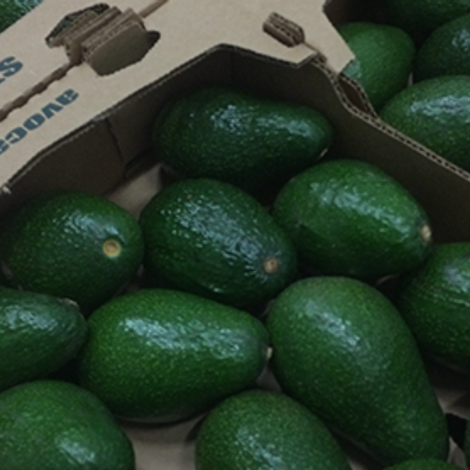Fresh Avocado