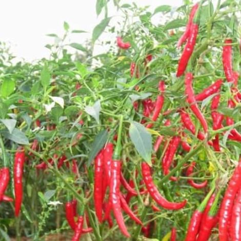 Chili
