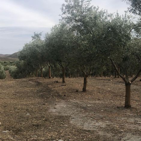 ORO DEL DESIERTO - Plantation