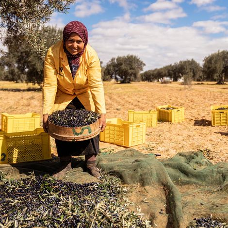 CHO GROUP TUNISIA - Harvested Olives
