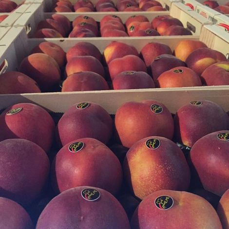 Fri-fruit SL - Apples