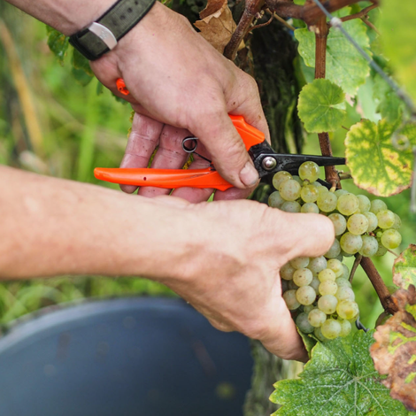 Weingut Arns