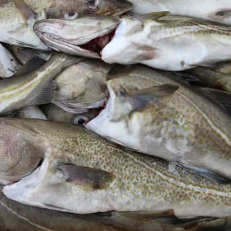 AUSTEVOLL SEAFOOD ASA
